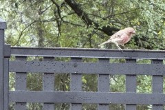 2in-Sq-Black-Fine-Texture-19409-5