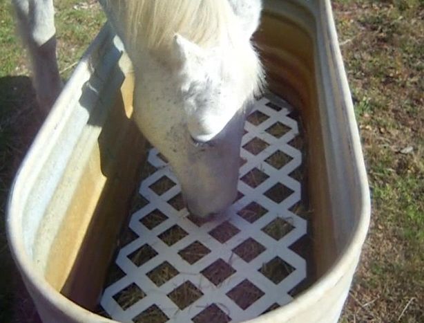 uses for lattice for horses and other pets (1)