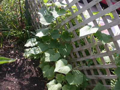 Lattice for Growing Vegetables 2